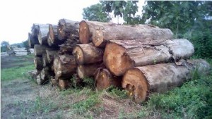BB(Barang Bukti) yang ditemukan PT AWB di lokasi hutan Tambora