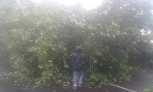 Pohon Tumbang saat hujan lebat