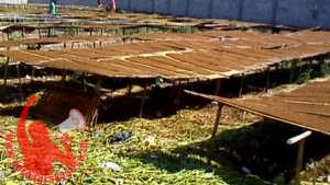 Proses Pengeringan Tembakau