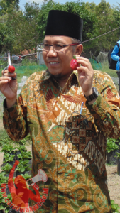 Bupati KLU Dr. H. Najmul Akhyar saat panen Stroberi di Desa Santong, Kecamatan Kayangan KLU.